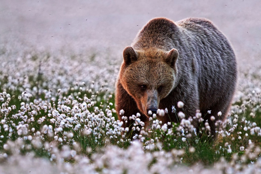 20 Photos Of Cute Animals Who Can't Wait For Spring