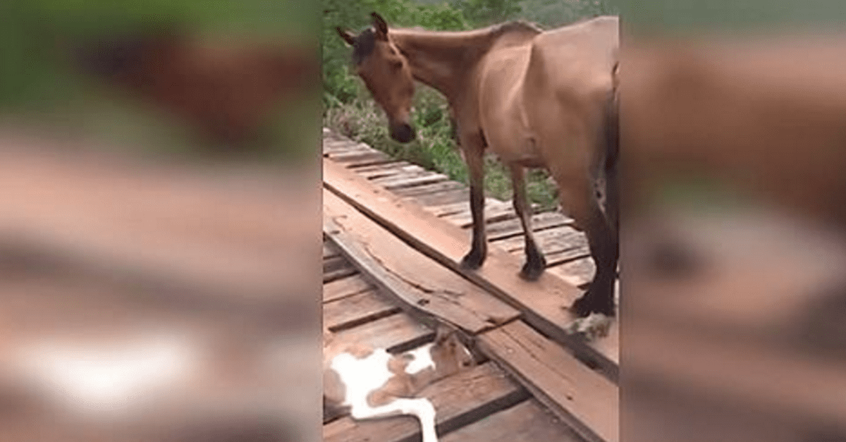 Man Saves Baby Horse Stuck On Bridge After Noticing A 